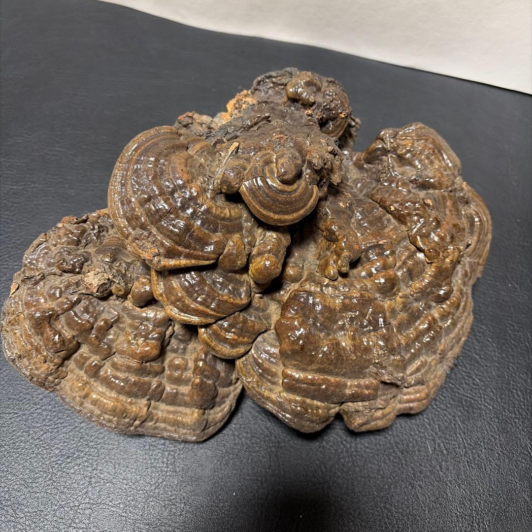 古備前　備前焼　壺　＆　サルノコシカケ　蓋