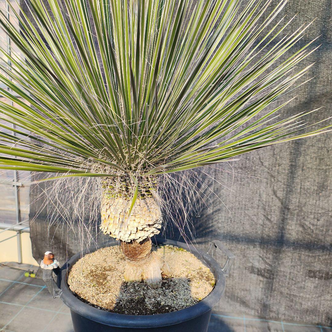 ユッカ エラータ 美株