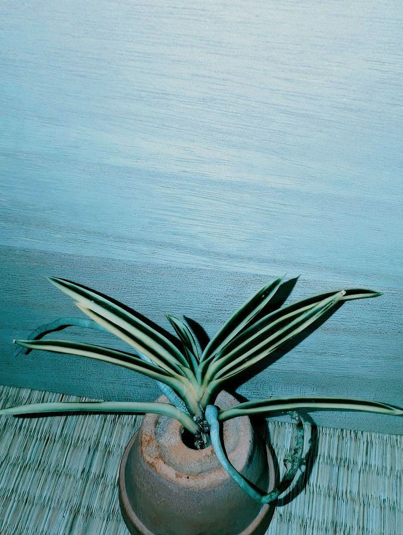 [年末大感謝祭東京土産編激安!!]富貴蘭　必見！!紀州宝冠(紀州雪虎覆輪)