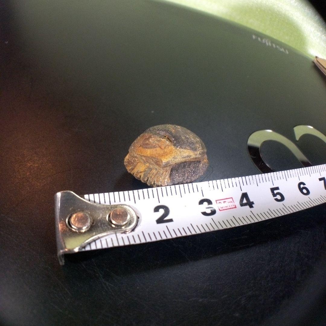 三葉虫　化石　fossil　ボリビア産　trilobite　Bolivia化石①