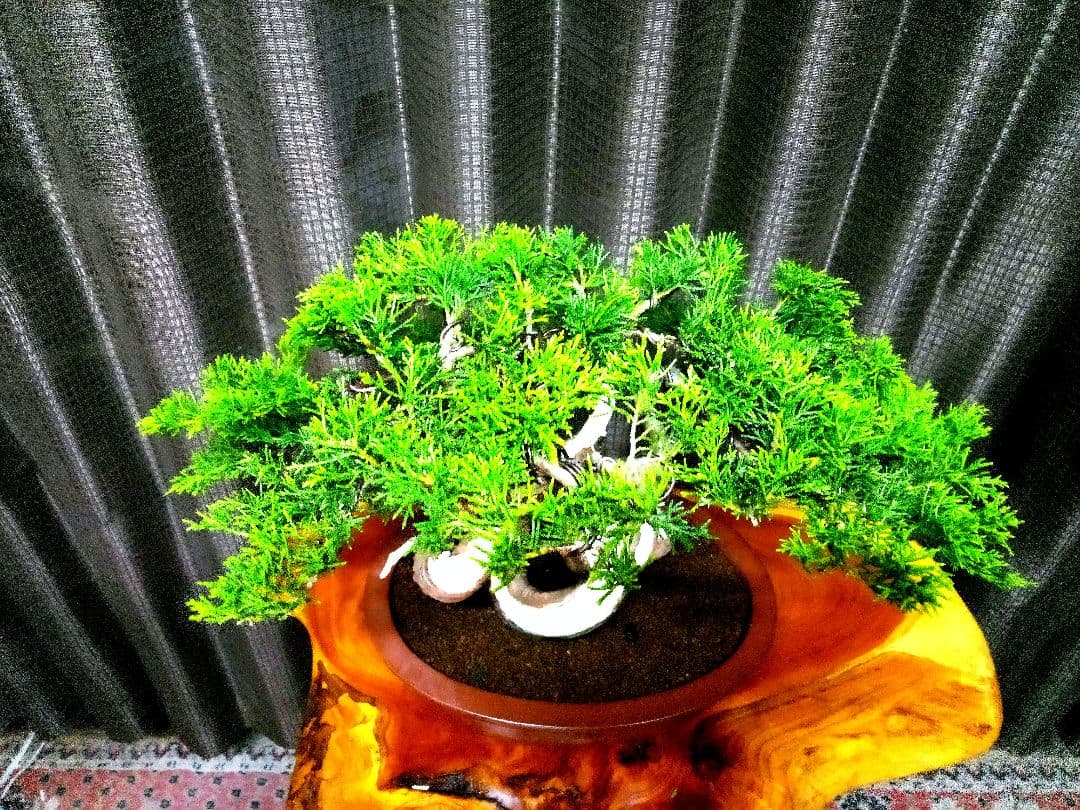 【貴風　糸魚川真柏盆栽】　　　　⭕幹曲一級品❗ ★あきちゃん様…専用★