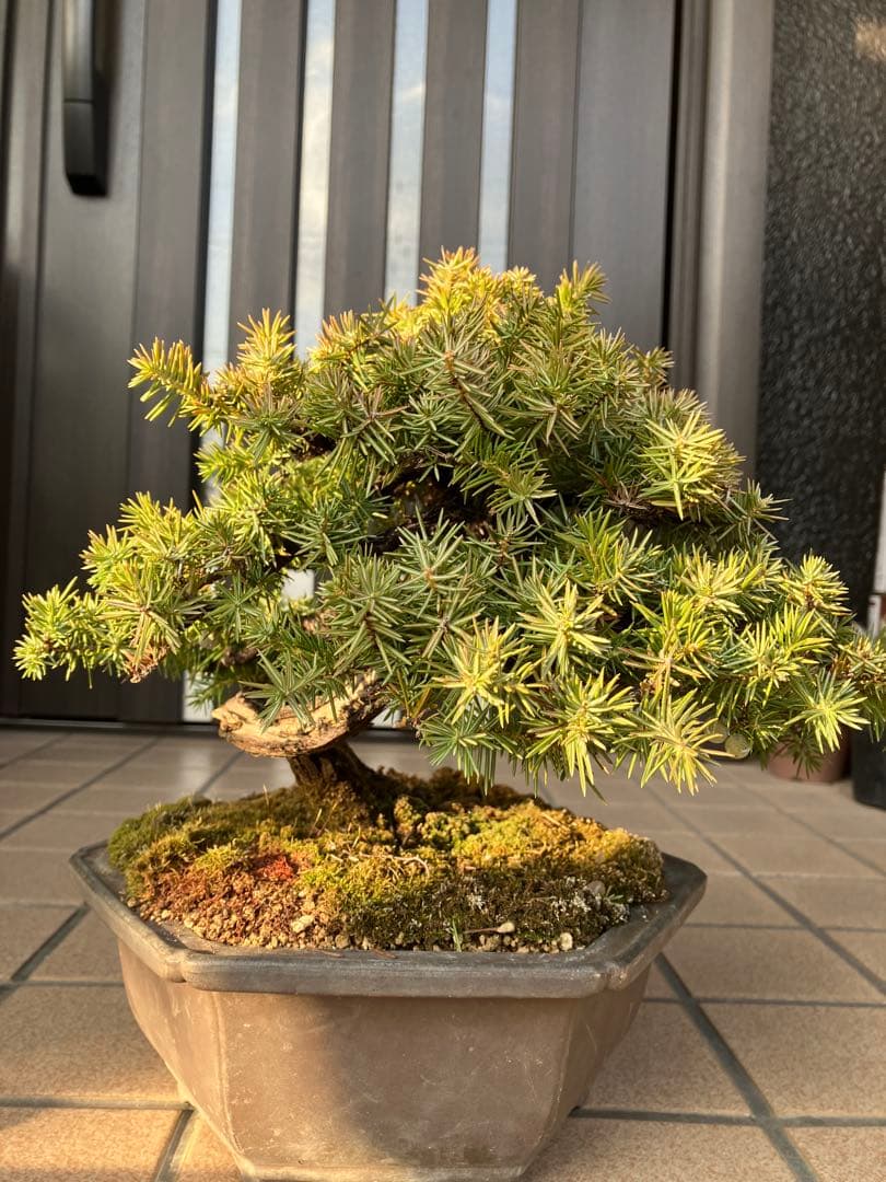 ◉杜松盆栽　究極の逸品　幹の曲と美しい樹形が超魅力！　　大特価！早いもの勝ち