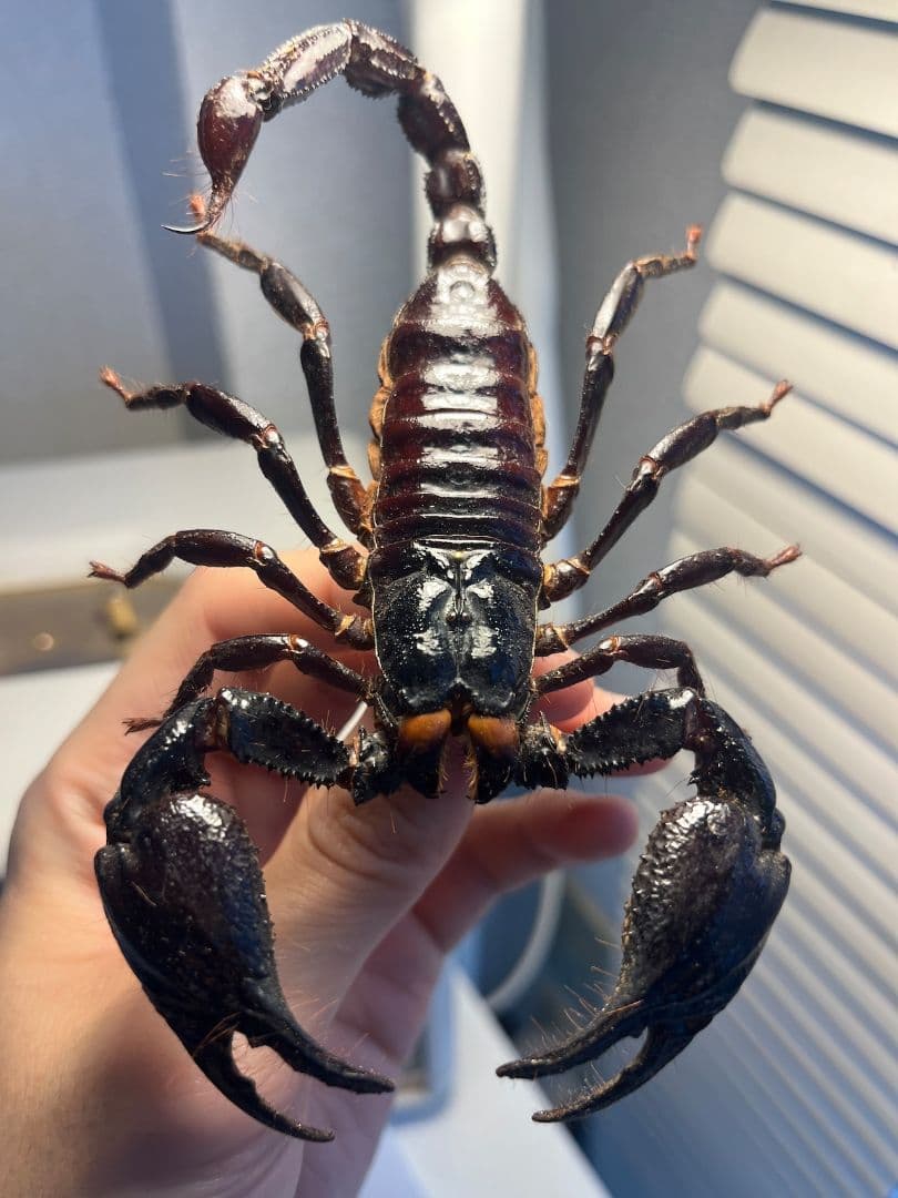 【巨大蠍標本】アジアンフォレストスコーピオン タランチュラ