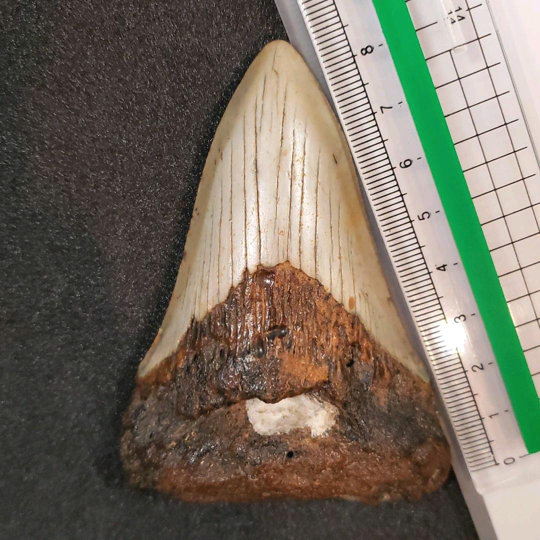 メガロドン歯化石