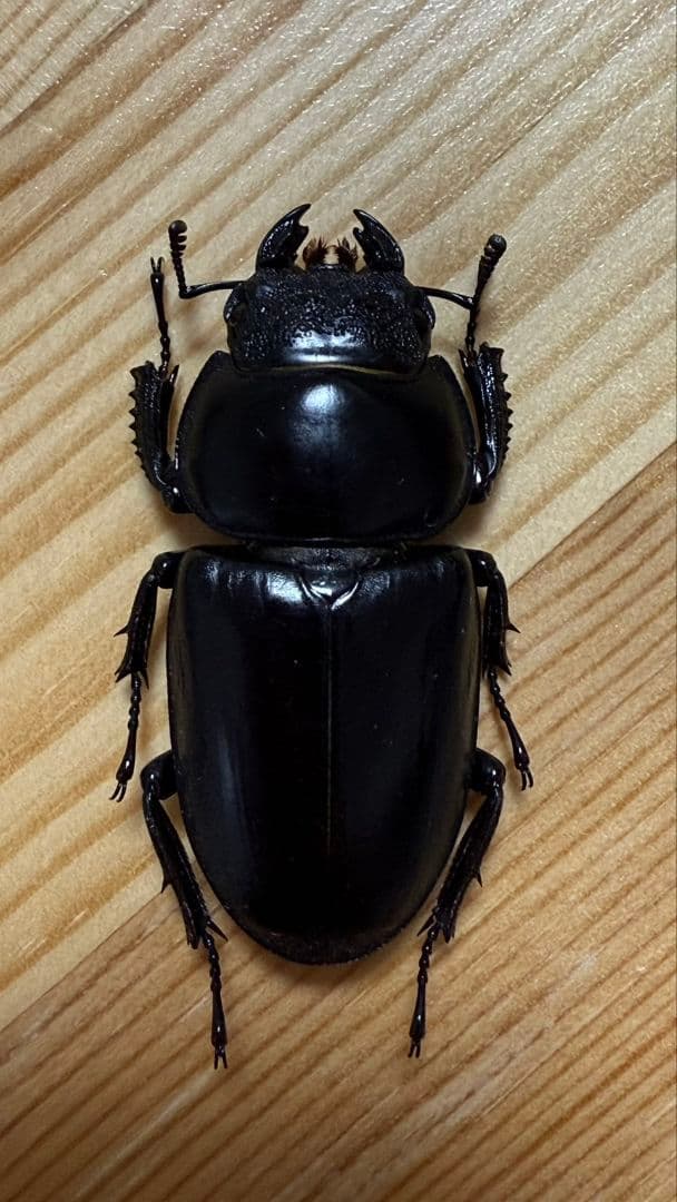 アンタエウスオオクワガタ89mmペア