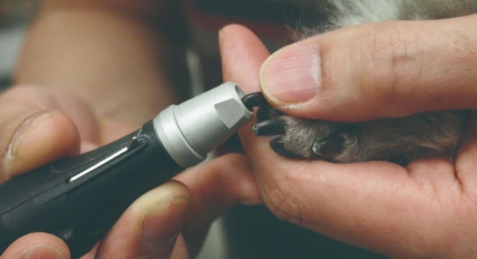 犬*電動爪切り*グランネイルKPS