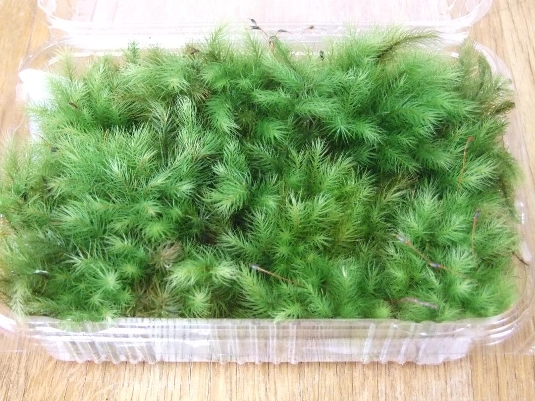 あっちゃん　コケ各種8パックとホソバゴケ1トレー