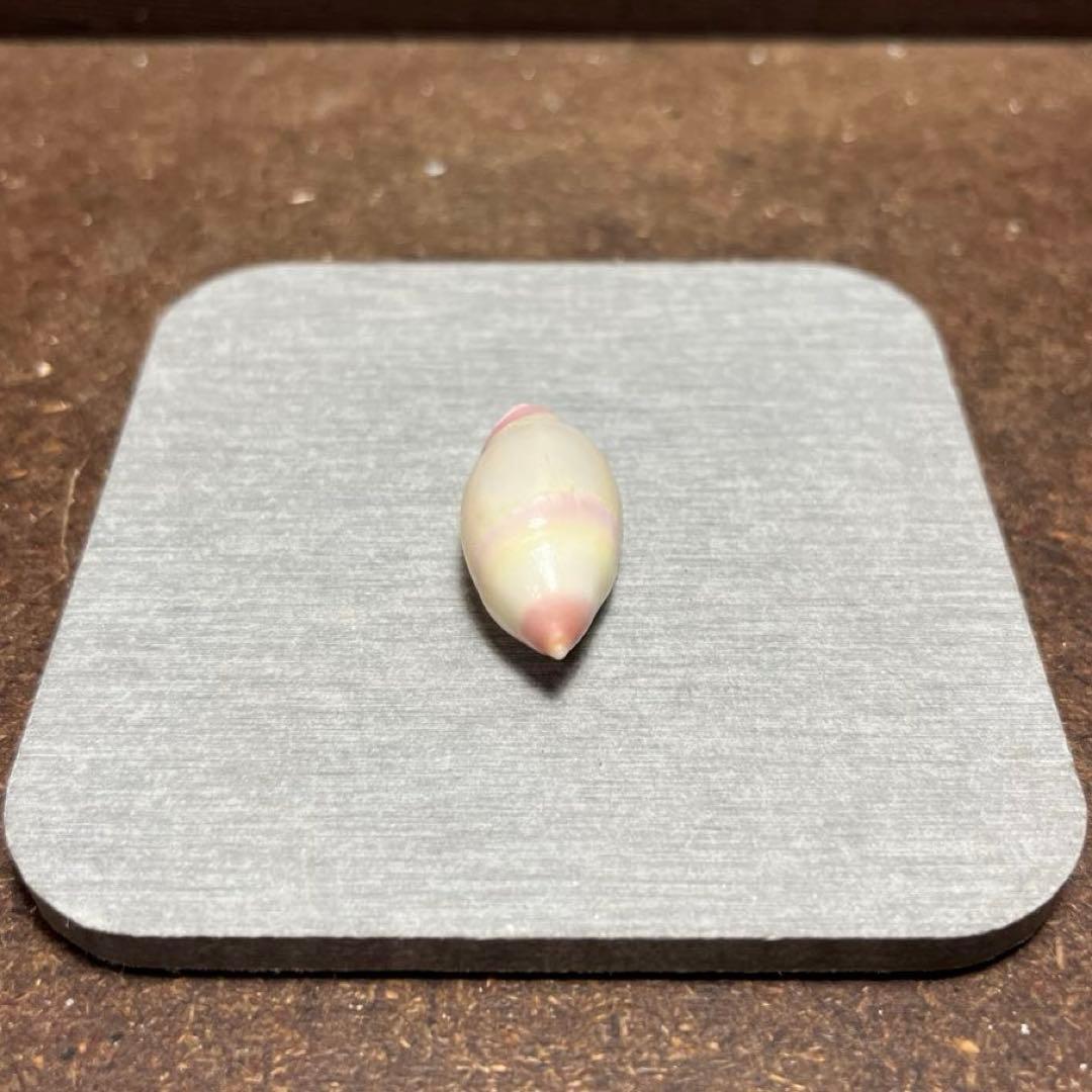 オ*ラ様 ラスト1点　激レア　美品　熊本県産　マボロシリュウグウボタル