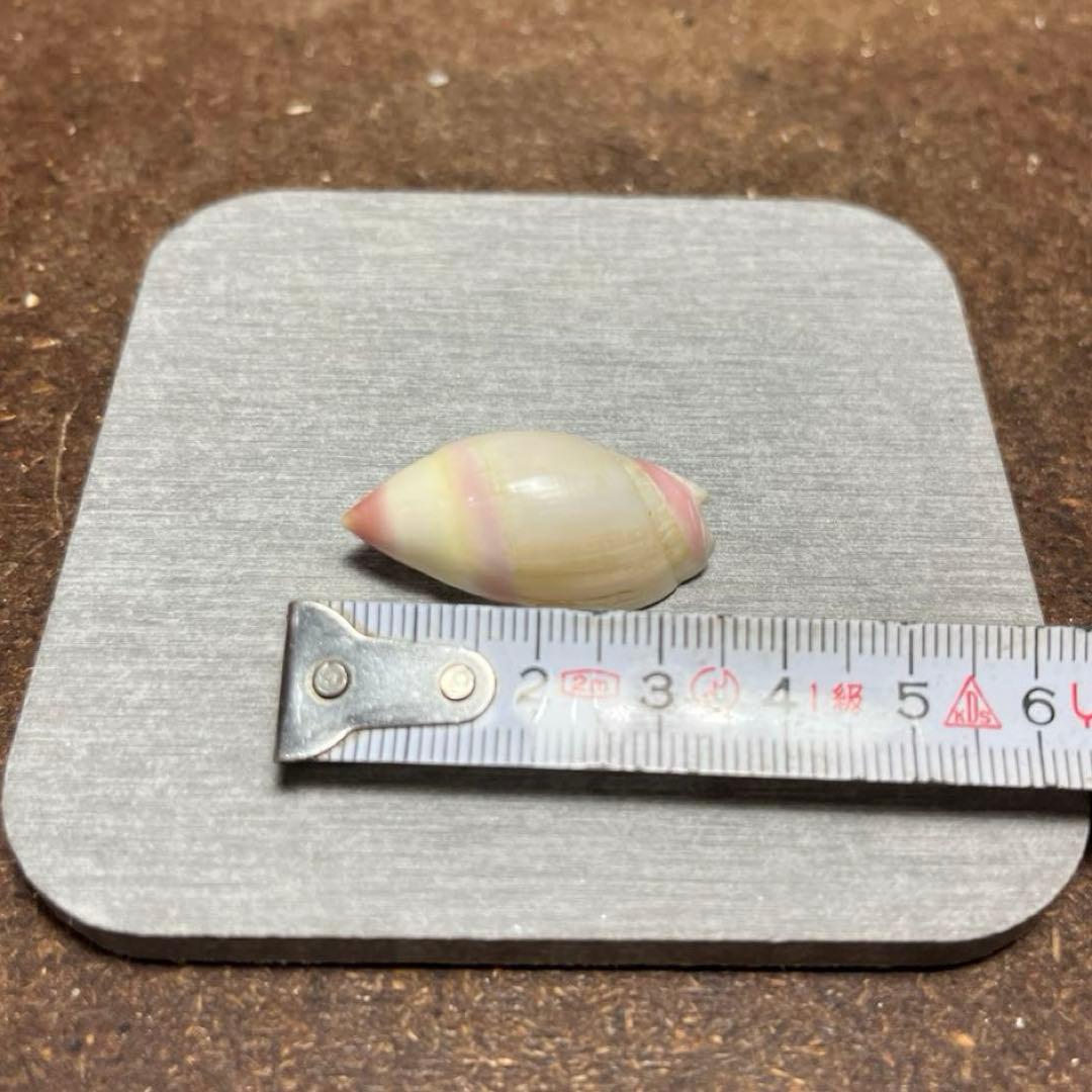 オ*ラ様 ラスト1点　激レア　美品　熊本県産　マボロシリュウグウボタル