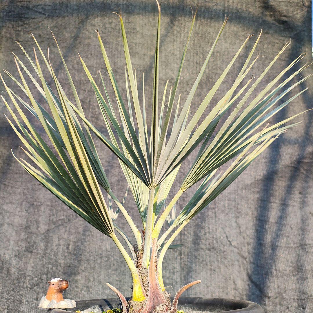 ブラヘア アルマータ