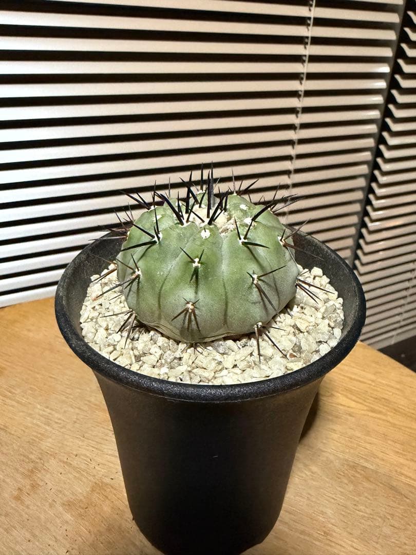 コピアポア 黒王丸 白肌 実生 検：コルムナアルバ