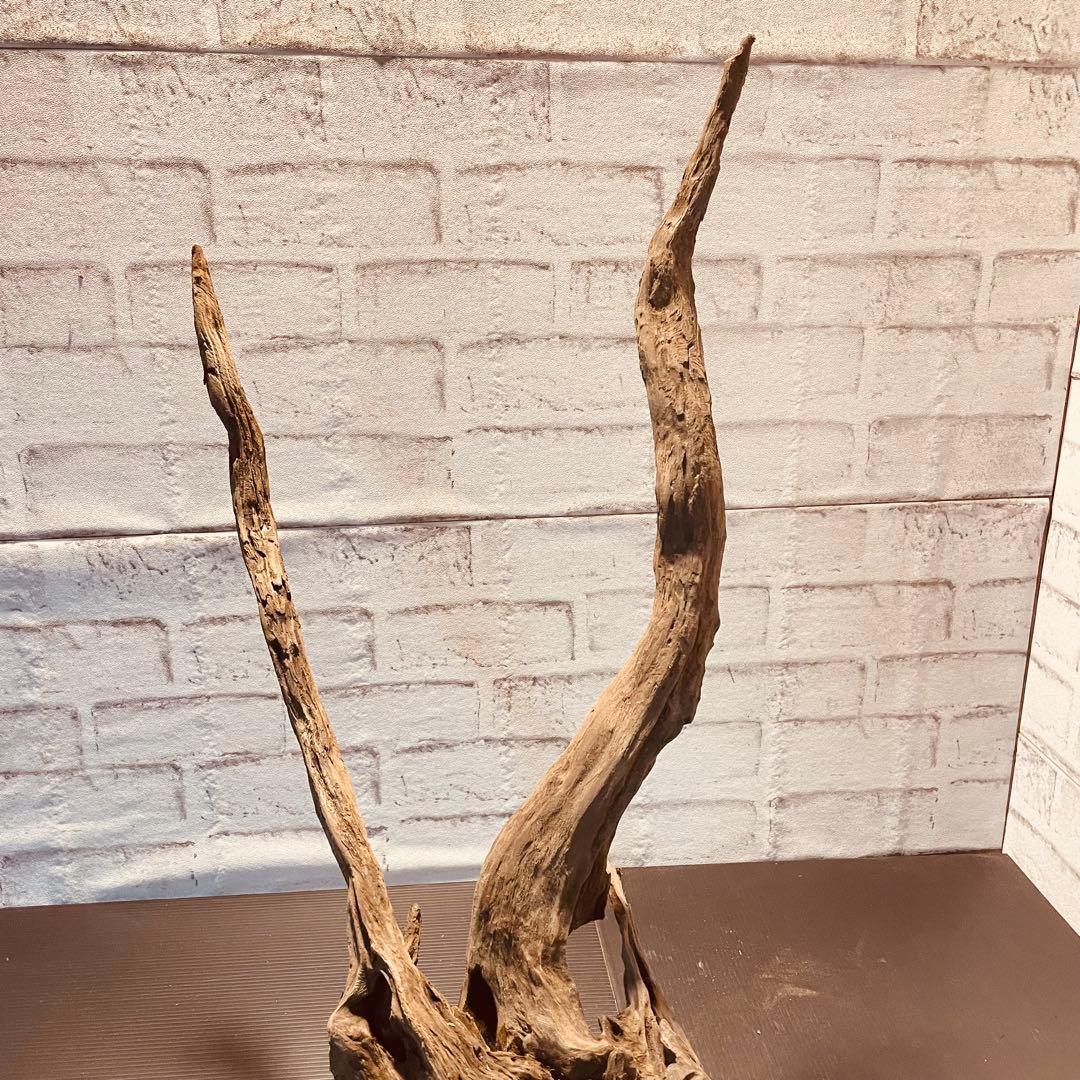 天然流木233 アク抜き処理済み　沈水処理済み　ビオトープ　水槽レイアウト