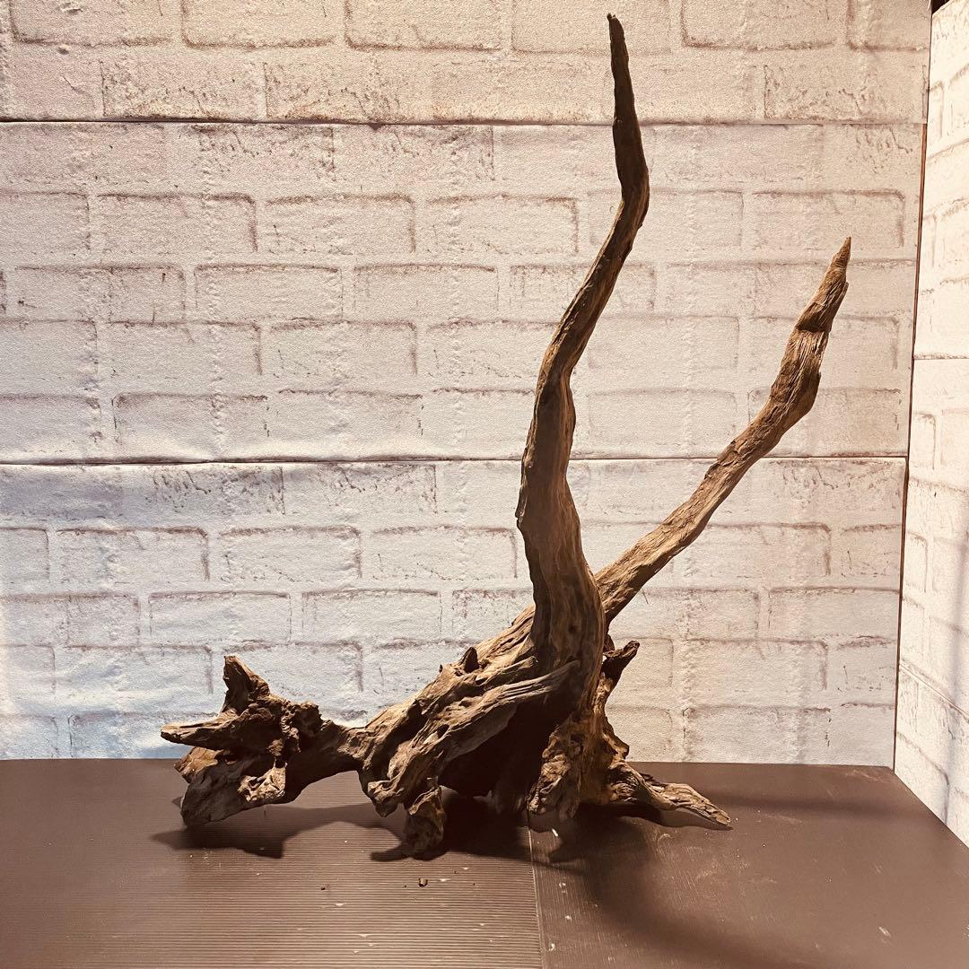 天然流木233 アク抜き処理済み　沈水処理済み　ビオトープ　水槽レイアウト