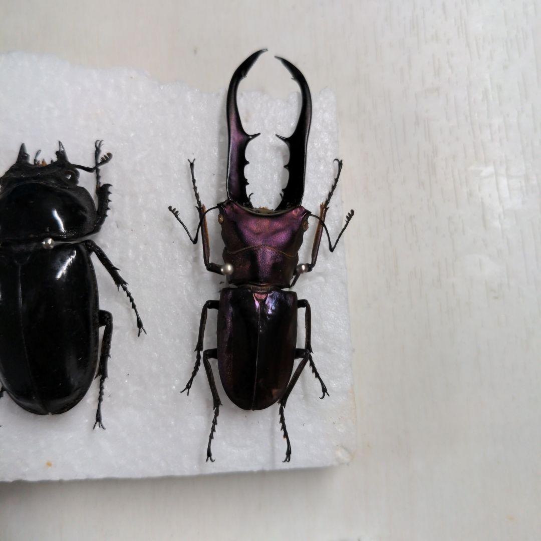 クワガタ、カブト虫標本セット