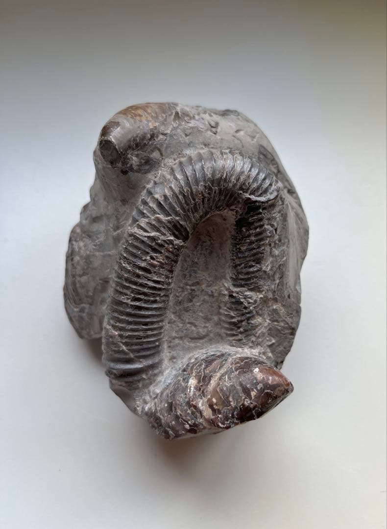 異常巻きアンモナイト化石