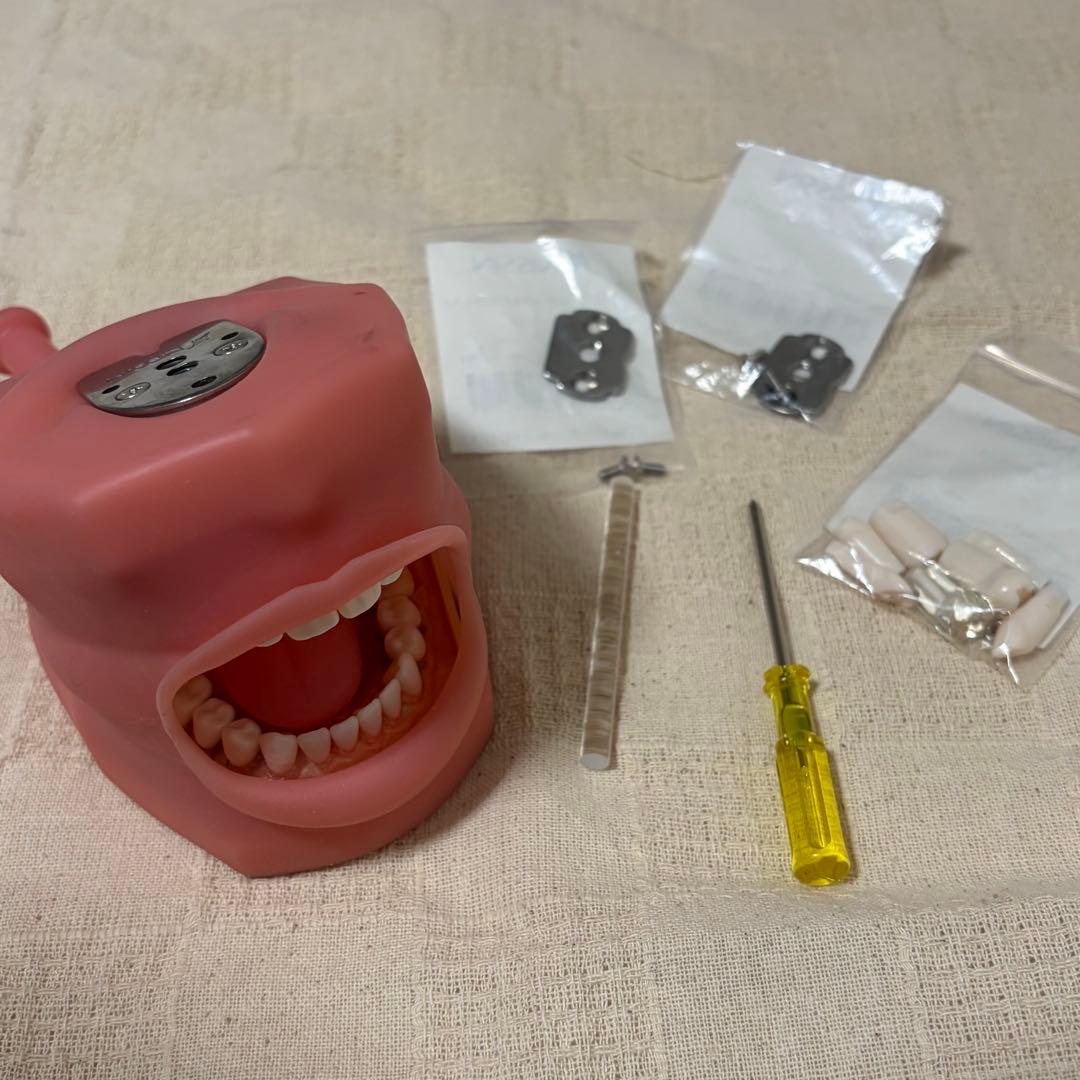 顎模型 頬粘膜付き 箱無し