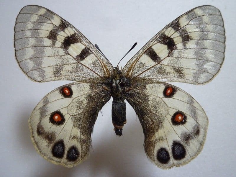 【外国産蝶標本】ミカドウスバ♀/青海省.天峻県産/71mm