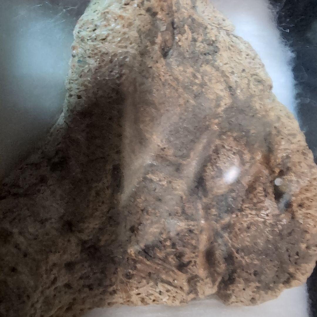 本物　恐竜　鎧竜エドモントニアの鎧の化石 サウスダコタ　ラベルケース付き