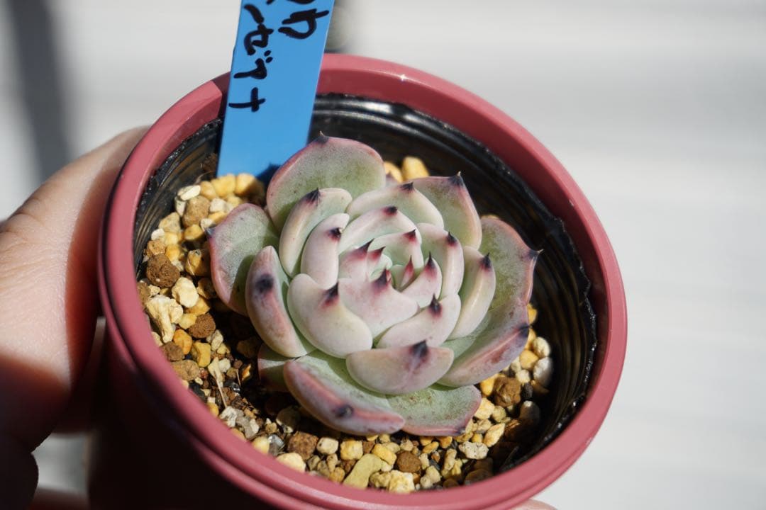 た*こ様 ざわわ × リンゼアナ　札付き　青札　ポットのまま