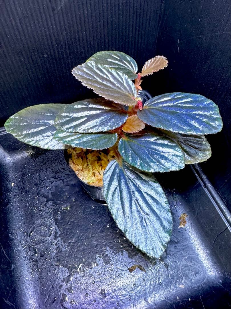 希少❣️Begonia sp. yuk ベゴニア　テムユク　卵葉　特選株