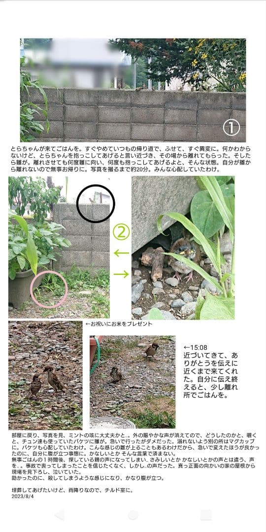 ハル様確認用野鳥のごはん