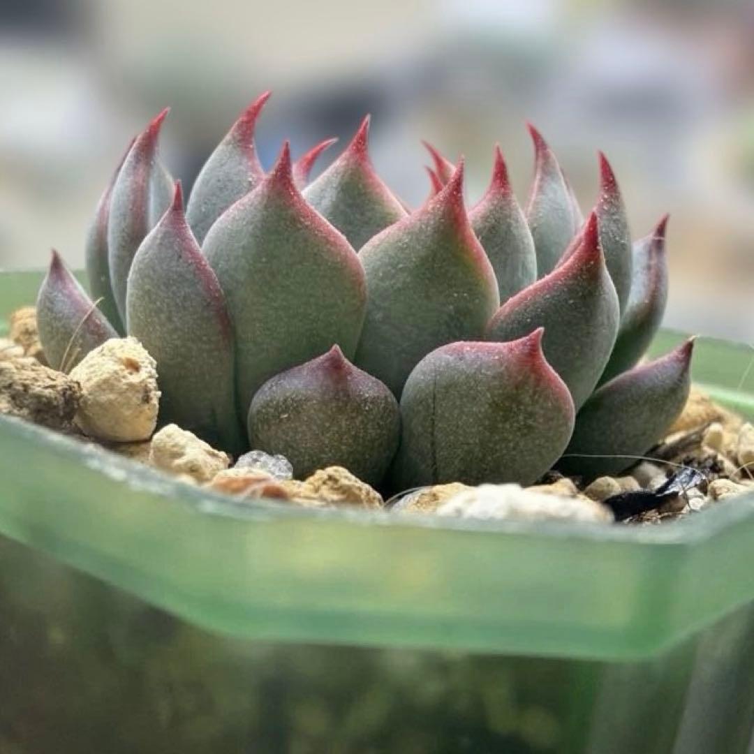 ゆきのん　速達！　‼︎レア苗‼︎ ザラゴーサspノバ　カキコ　多肉植物