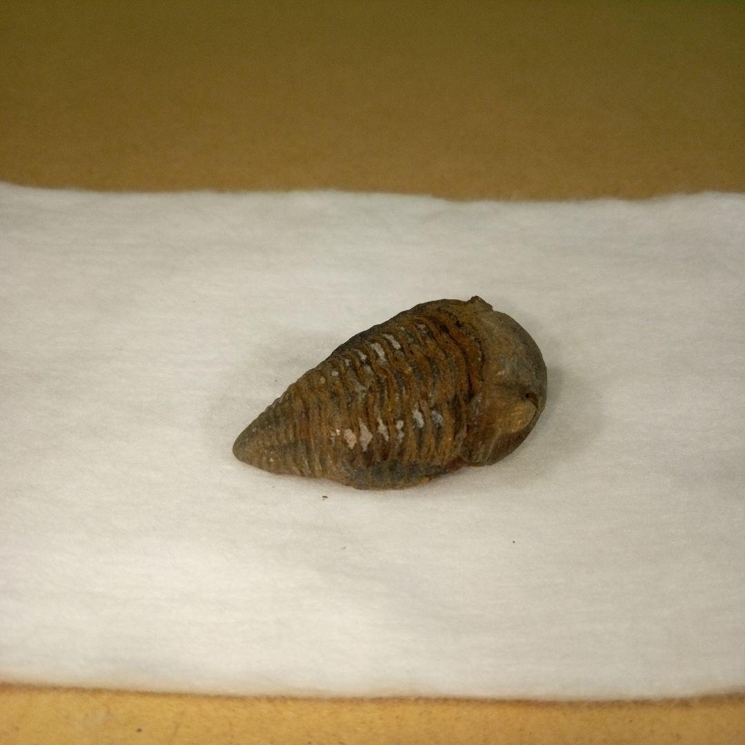 三葉虫　化石　三葉虫化石　究極のレトロ　fossil　ボリビア産　化石管理番号⑯