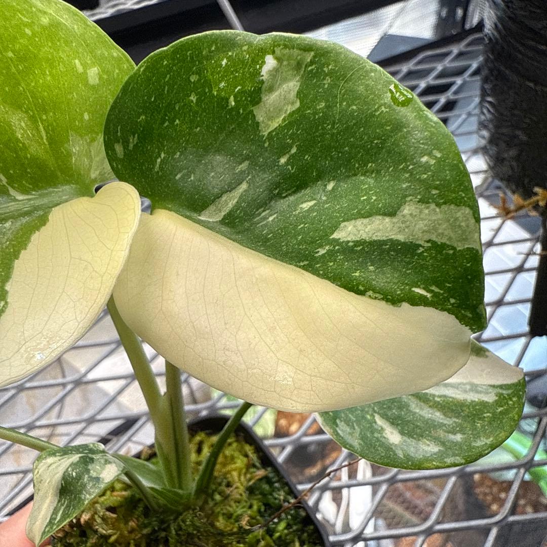 や*す様 極上 モンステラ メデューサ