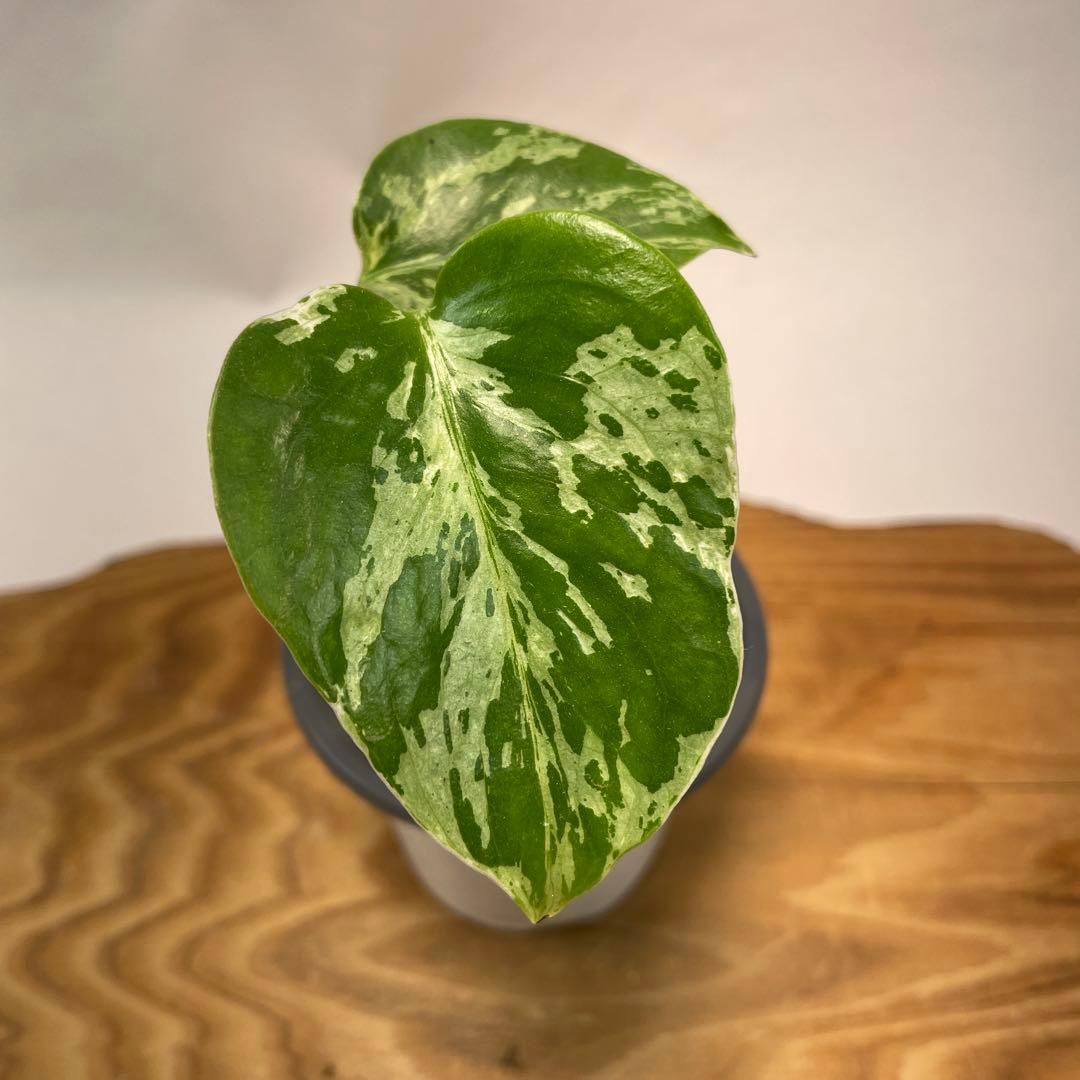 p*t様 L032品種保証！斑入り保証！モンステラ バルバソー フシギダネ　順化