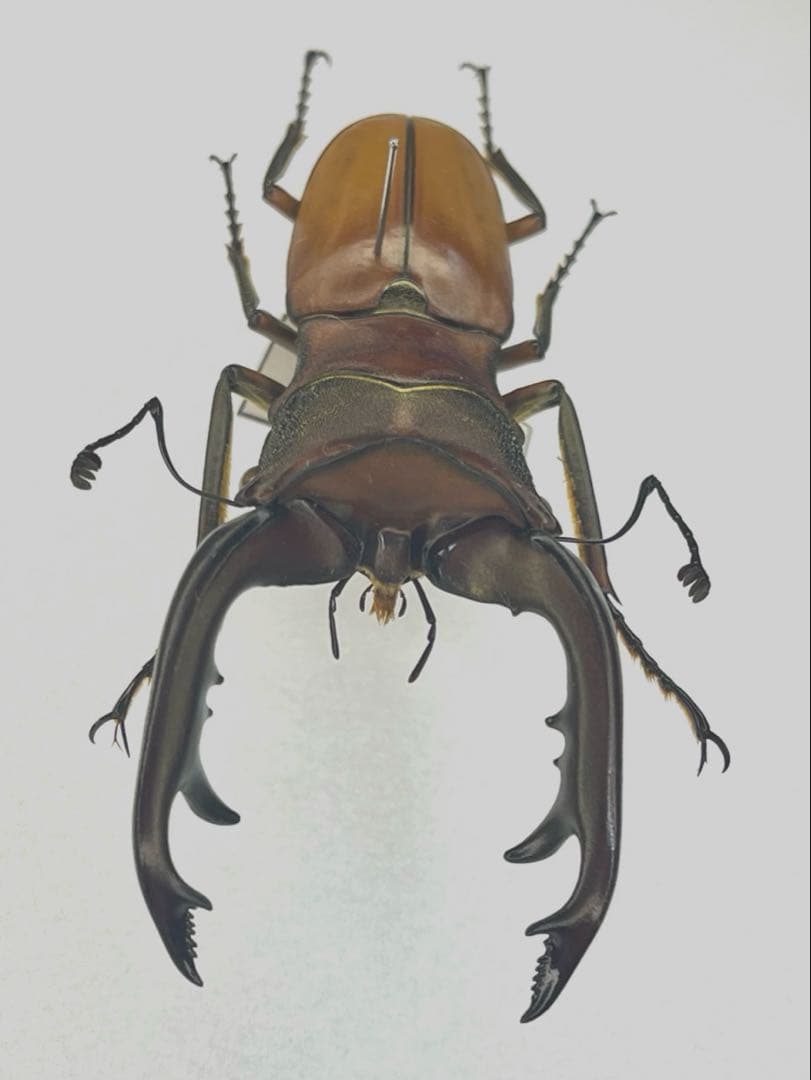 アラガールホソアカクワガタ標本