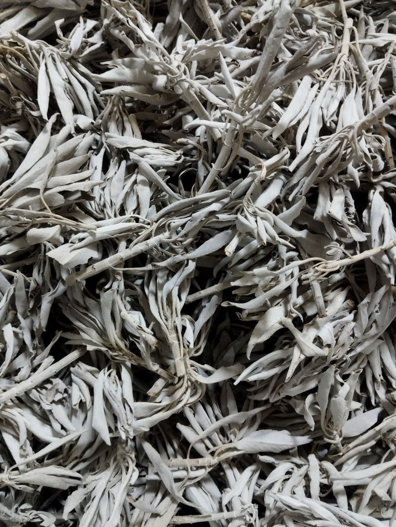 激安価格☆無農薬ホワイトセージ枝付きクラスター1kgお香浄化業務用価額