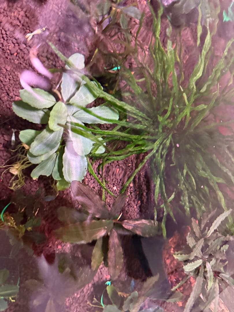 ブセファランドラType2 from sintang kayulapis