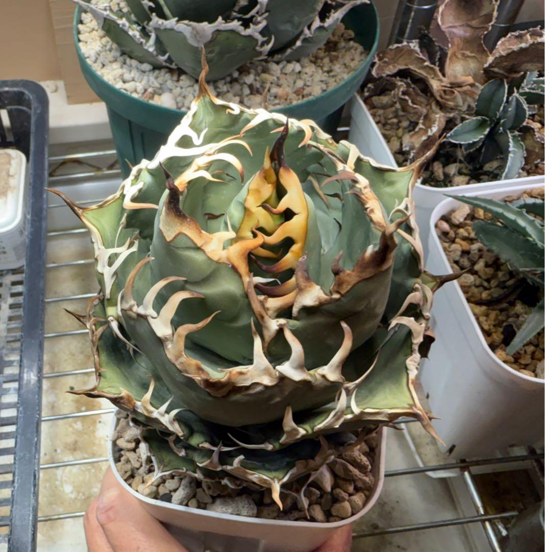 Collection オテロイ / 購入時名称スーパーチタノタ 悪魔くん