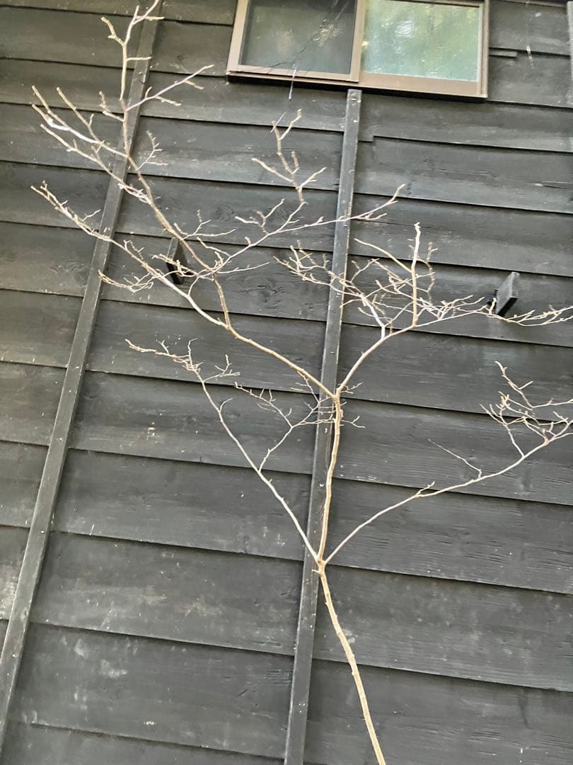 90 山採り　ナツハゼ