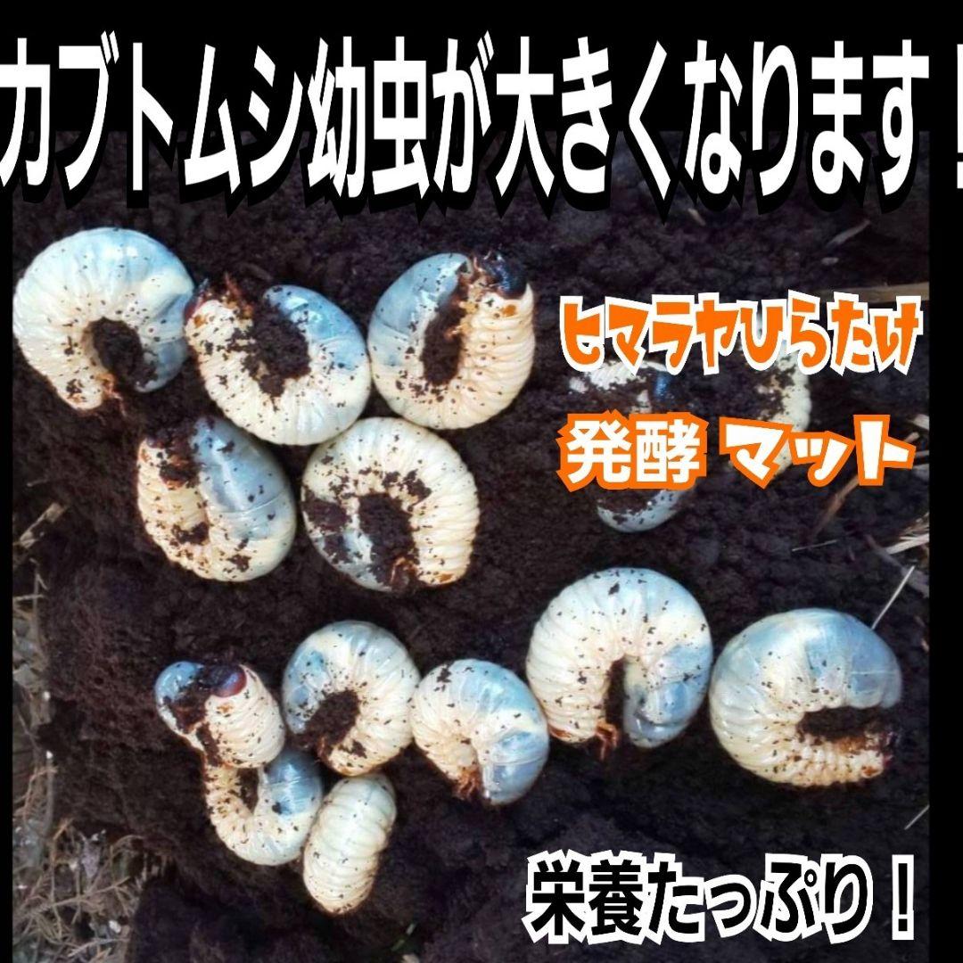高品質！カブトムシ幼虫の餌　大きくなる！発酵マット【6袋】雑虫が湧きません！