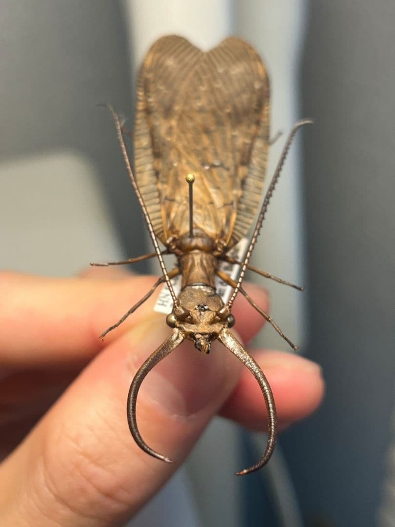オオアゴヘビトンボ 産 奇蟲 タランチュラ ムカデ 標本 昆虫標本