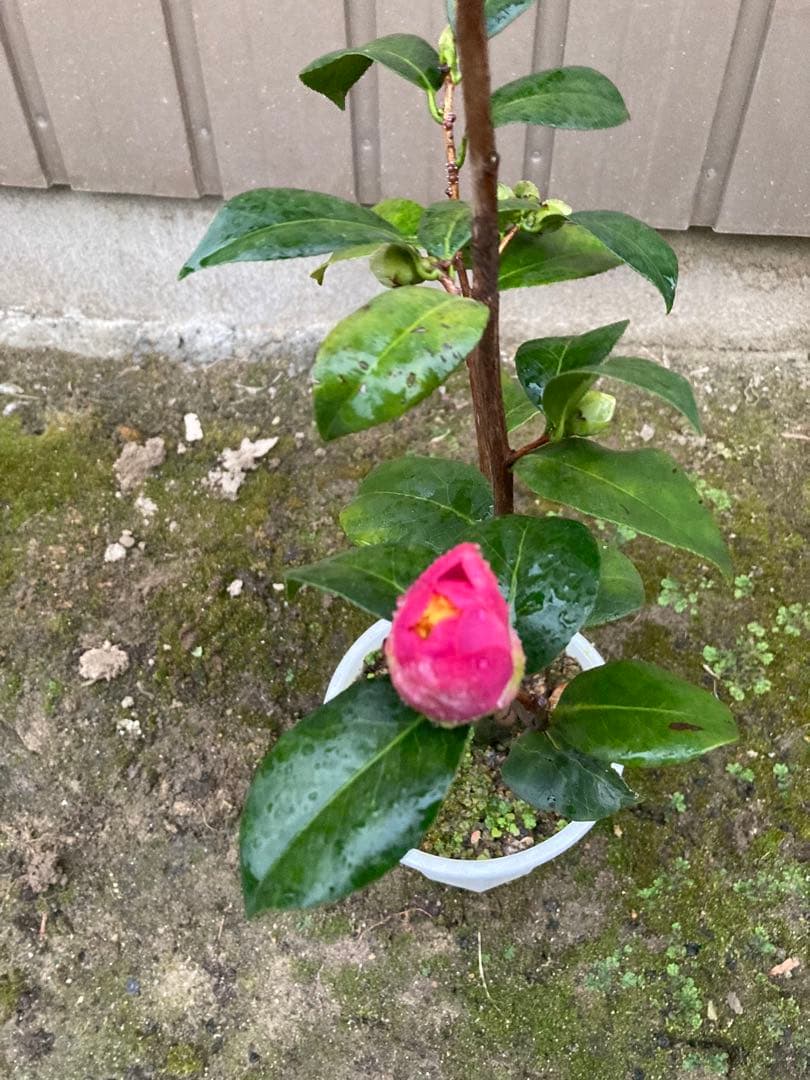 椿(ツバキ)接木苗　藤衣