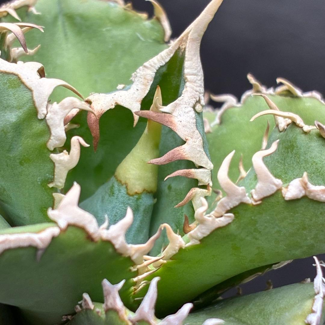 ナ*ツ様 アガベ チタノタ 台湾ホホジロサメ 極上育成株 超レア種 優良血統 強