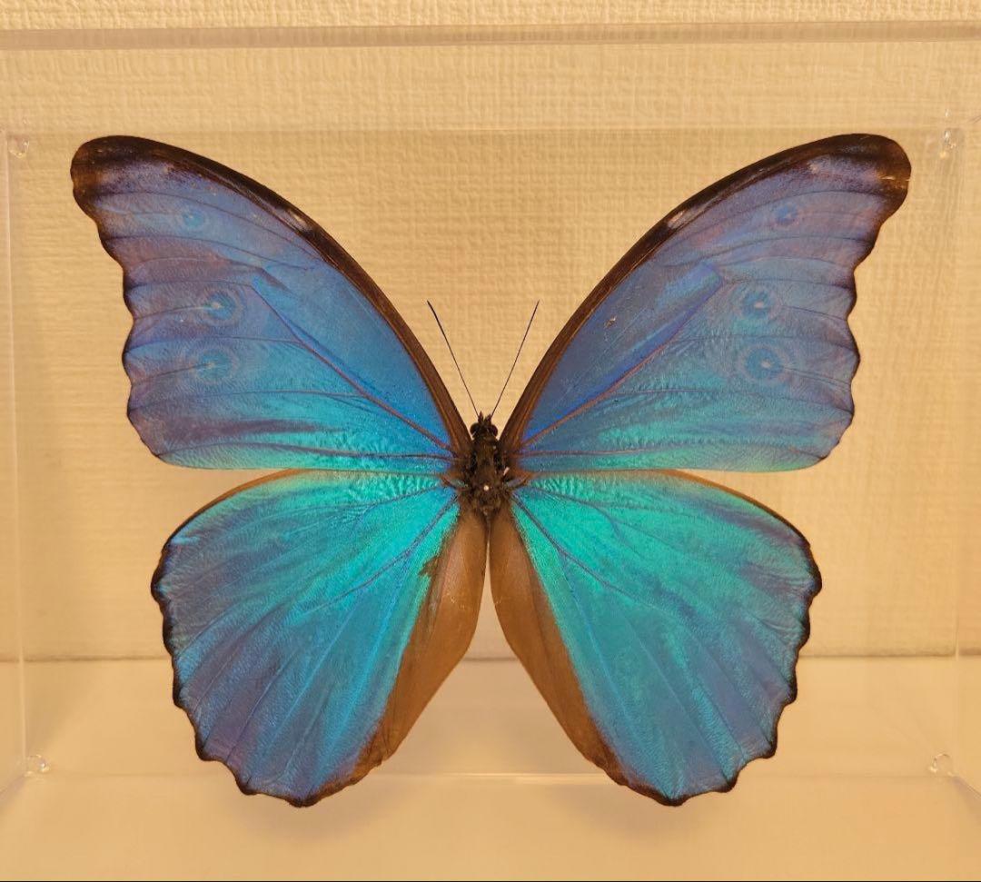 【美品】昆虫標本 蝶標本 モルフォ蝶 特大
