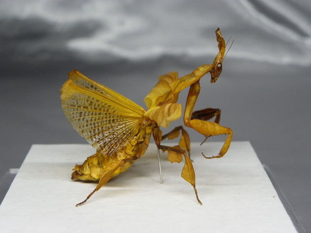 ゴーストマンティス／ペア　立体標本