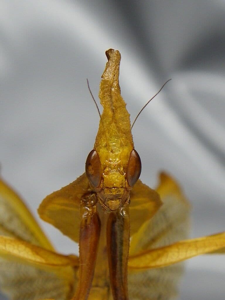 ゴーストマンティス／ペア　立体標本