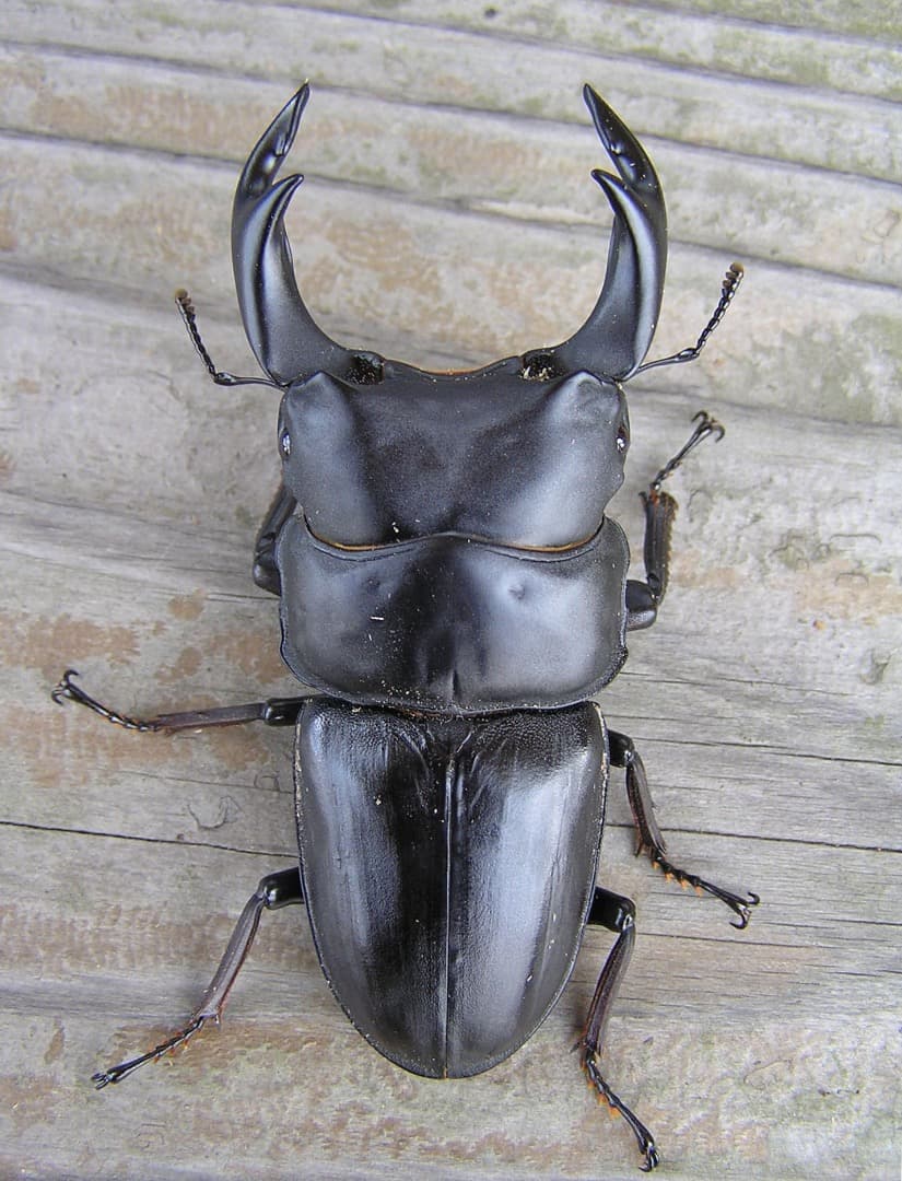 高性能・高品質　BREED菌糸ブロック　3500cc　10個