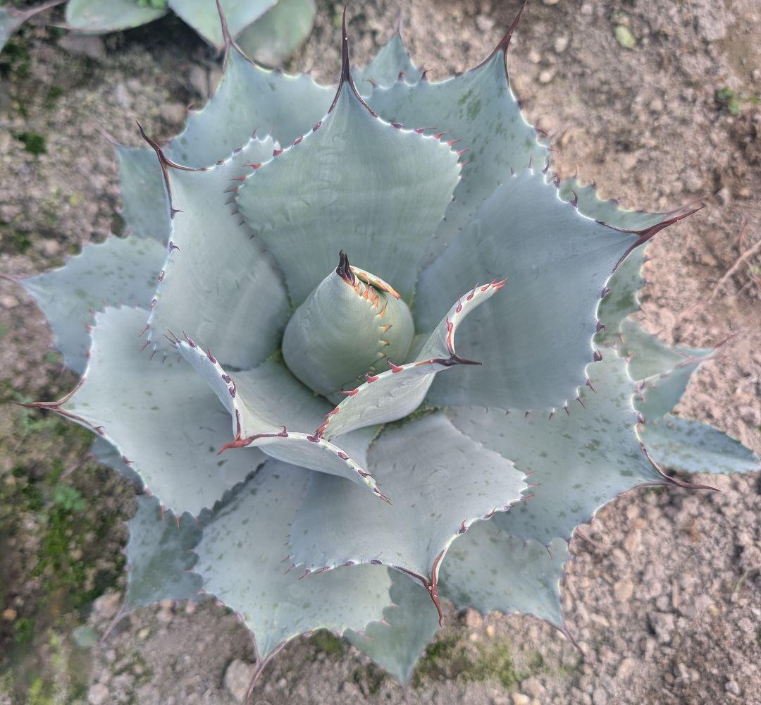 アガベ☆パリートランカータ 実生株 唯一無二の個体美 ドライガーデン向け