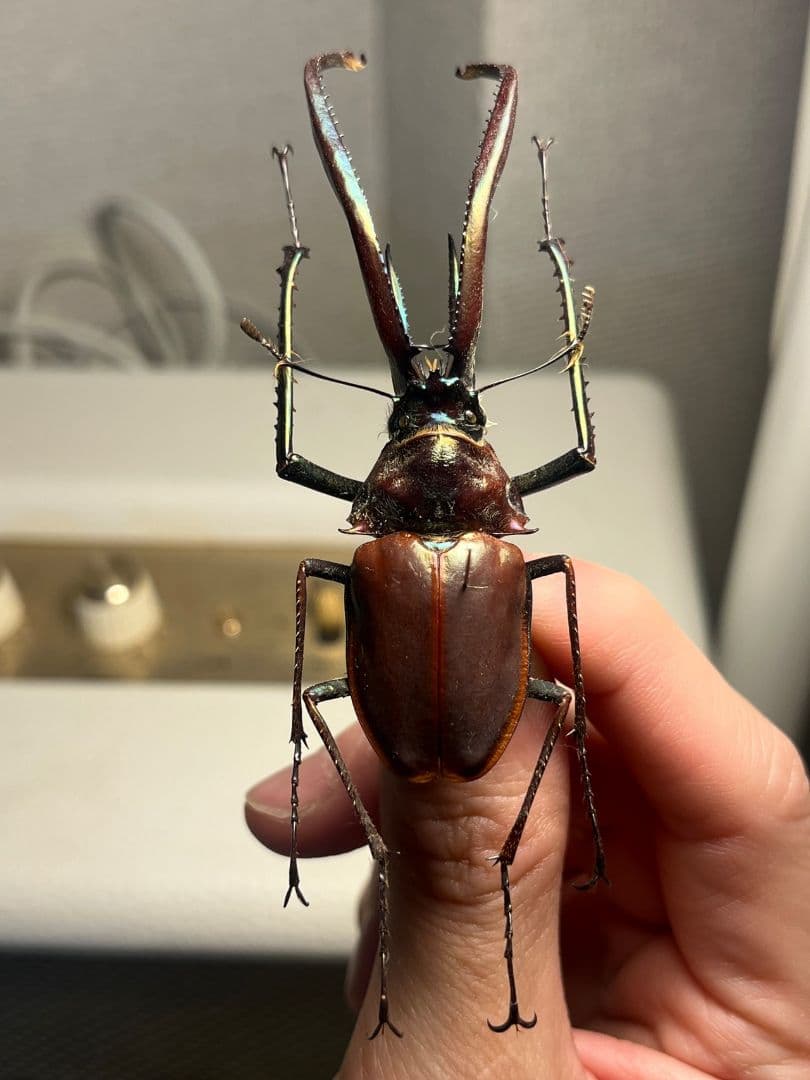 【81mm】チリクワガタ メタリフェルホソアカクワガタ Wild 昆虫標本