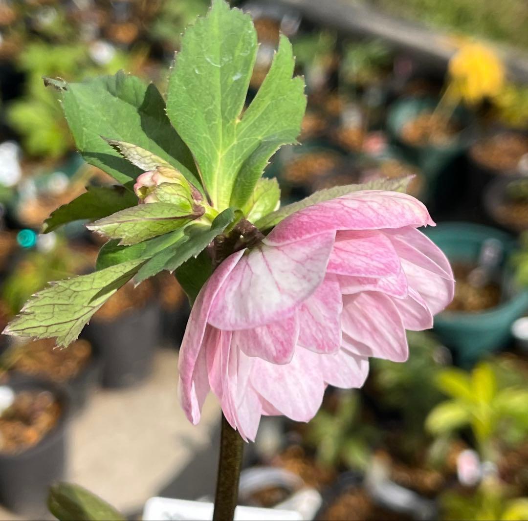 夕*え様 ❤️根パンパン❤️沢山新芽ワサワサ元気株❤️3288⭐️ふんわりパステ