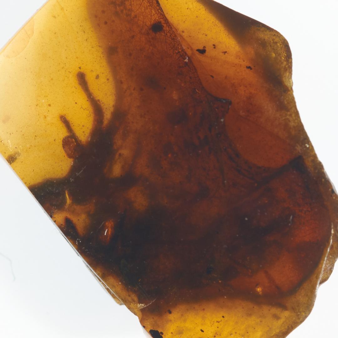 レア極上品PA118虫入り琥珀化石白亜紀の爬虫類 「爪」と「体」 9900万年前