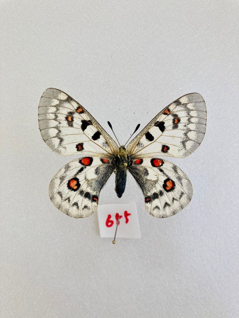 【アフガニスタン産】ジャクエモンティ・コーヒババエンシス（1メス）