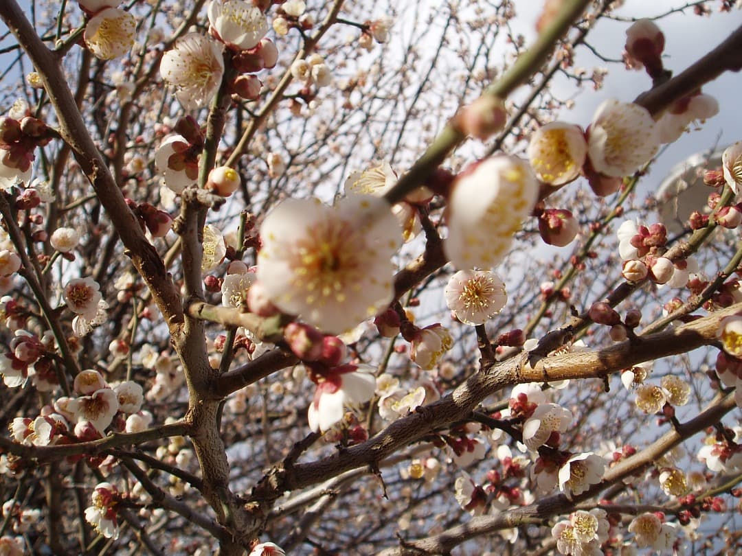 実写美⭕️【動作確認済】OLYMPUS μ-30 DIGITAL デジタルカメラ