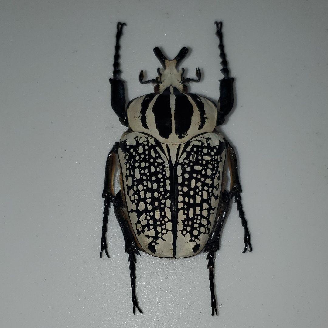 コレクションシリーズゴライアスオリエンタリス-2