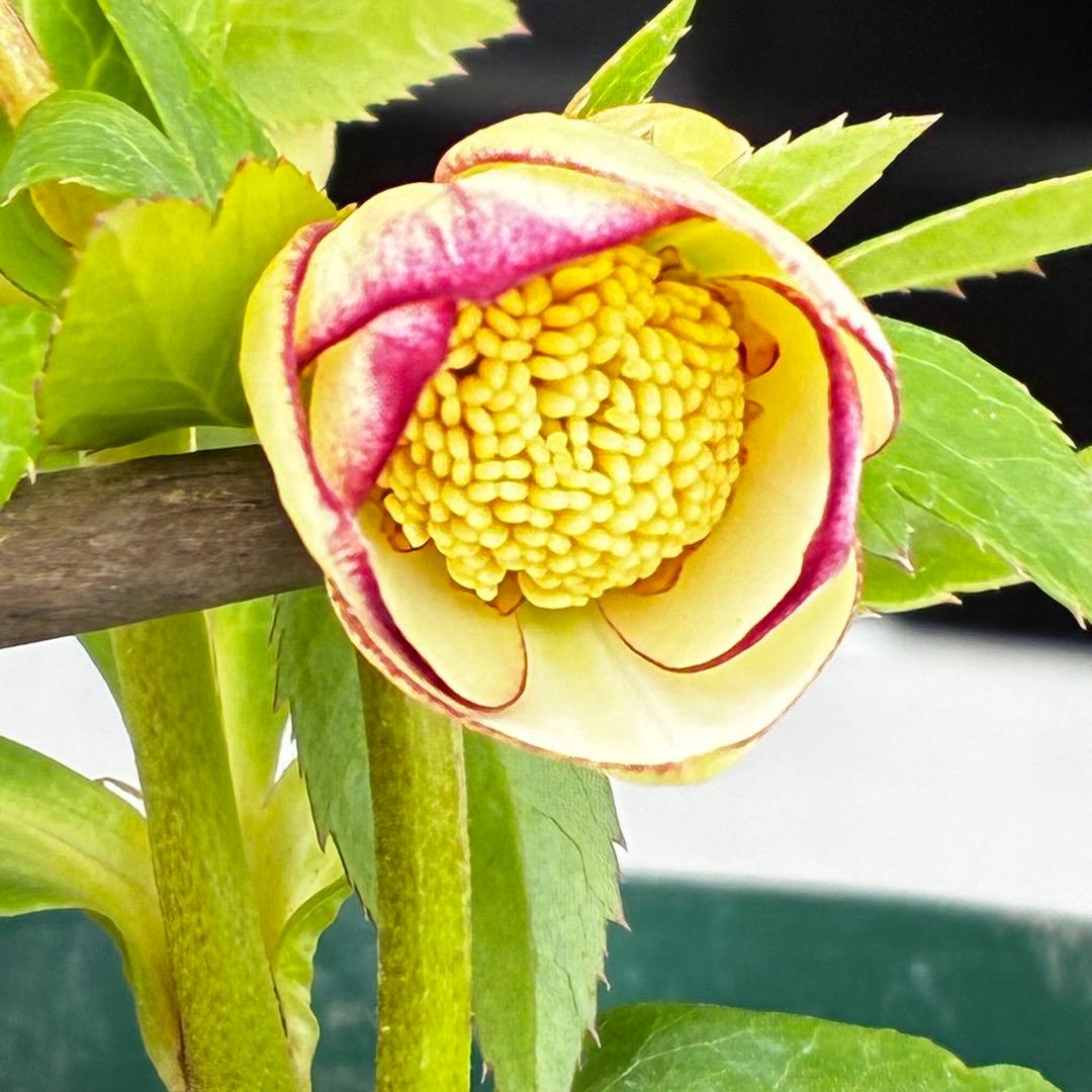 も*読様 3501☘️蕾花タグ付☘️糸ピコSD⭐️イエローフジタ⭐️小輪⭐️オー